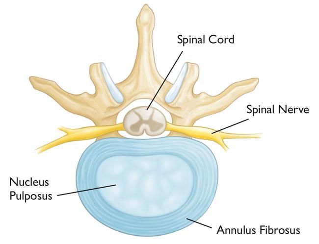 Normal disc and nerve anatomy of the neck