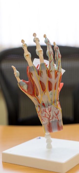 Anatomical model of the hand