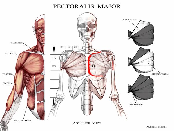 Pectoralis major anatomy