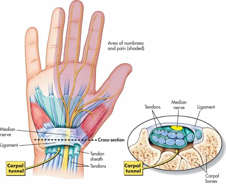 Anatomy of the carpal tunnel and median nerve